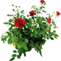 Корни роз