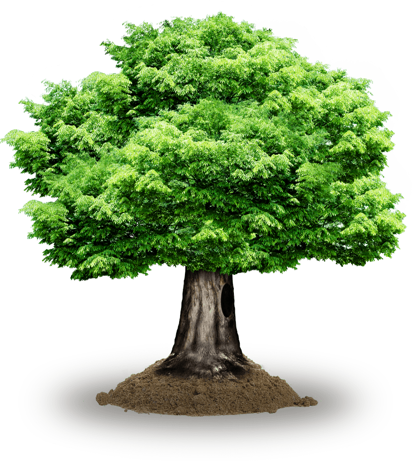 tree